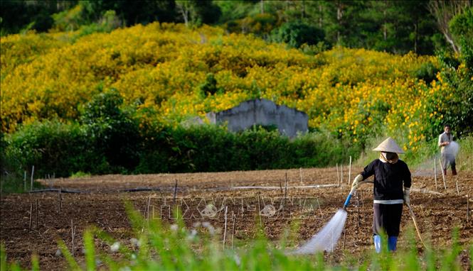 Photo: A peaceful farming scene with wild Mexican sunflowers as farmer's background. VNA Photo: Nguyễn Dũng 
