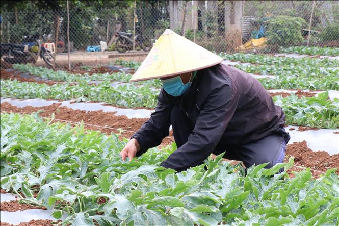 Ông Bùi Văn Biên, xã Ea Na, huyện Krông Ana chăm sóc vụ dưa hấu năm mới 2022. Ảnh: Tuấn Anh – TTXVN