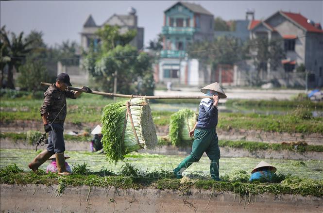 Trong ảnh: Nông dân xã Hoàng Lương (Hiệp Hòa, Bắc Giang) thu hoạch rau cần. Ảnh: Danh Lam - TTXVN