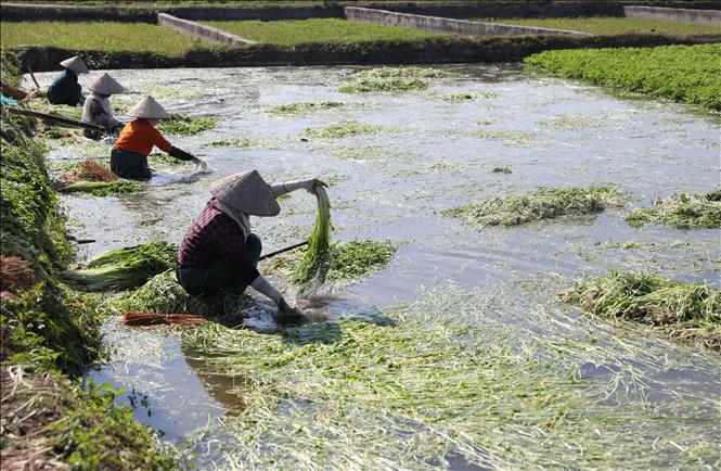 Trong ảnh: Nông dân xã Hoàng Lương (Hiệp Hòa, Bắc Giang) thu hoạch và sơ chế lần thứ 1. Ảnh: Danh Lam-TTXVN