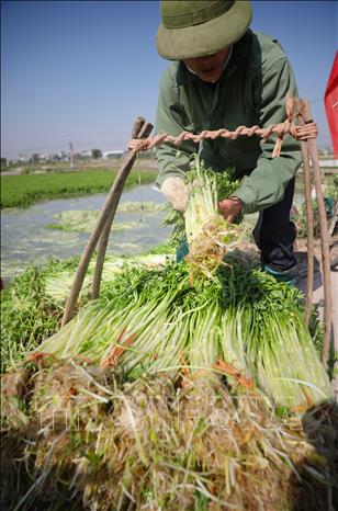 Trong ảnh: Nông dân xã Hoàng Lương (Hiệp Hòa, Bắc Giang) thu hoạch và sơ chế rau cần. Ảnh: Danh Lam - TTXVN