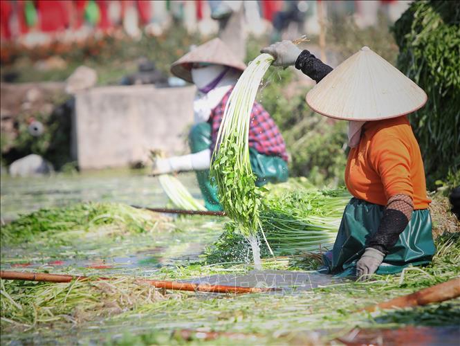 Trong ảnh: Nông dân xã Hoàng Lương (Hiệp Hòa, Bắc Giang) thu hoạch và sơ chế rau cần. Ảnh: Danh Lam - TTXVN