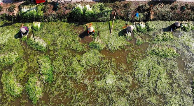 Trong ảnh: Nông dân xã Hoàng Lương (Hiệp Hòa, Bắc Giang) thu hoạch rau cần. Ảnh: Danh Lam - TTXVN