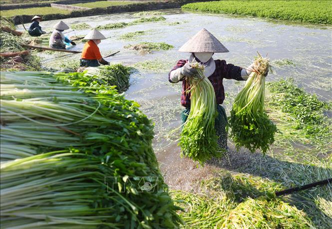 Trong ảnh: Nông dân xã Hoàng Lương (Hiệp Hòa, Bắc Giang) thu hoạch và sơ chế rau cần. Ảnh: Danh Lam - TTXVN