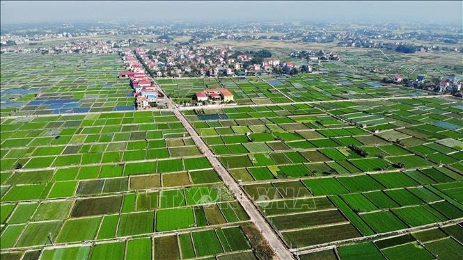 Trong ảnh: Toàn xã Hoàng Lương (Hiệp Hòa, Bắc Giang) có 110ha/180ha mô hình sản xuất rau cần VietGAP. Ảnh: Danh Lam - TTXVN