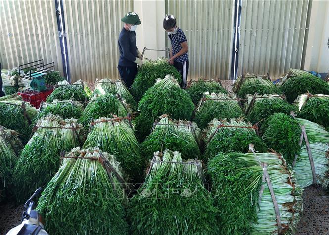 Trong ảnh: Rau cần Hoàng Lương được thu hoạch và được tập kết ở các hợp tác xã liên kết để sơ chế lần thứ 2, trước khi cung ứng ra thị trường. Ảnh: Danh Lam - TTXVN