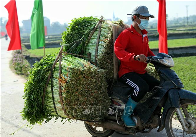 Trong ảnh: Vào những ngày chính vụ, bình quân mỗi ngày toàn xã cung cấp 120 đến 150 tấn rau cần ra thị trường. Ảnh: Danh Lam - TTXVN