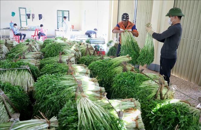 Trong ảnh: Rau cần Hoàng Lương được thu hoạch và được tập kết ở các hợp tác xã liên kết để sơ chế lần thứ 2, trước khi cung ứng ra thị trường. Ảnh: Danh Lam - TTXVN