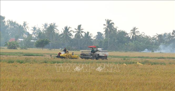 Trong ảnh: Nông dân thu hoạch lúa trên đất tôm -  lúa. Ảnh: Tuấn Kiệt – TTXVN