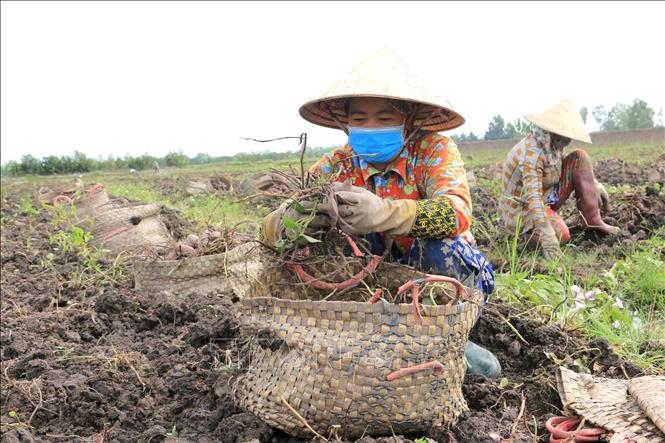 Trong ảnh: Nông dân huyện Bình Tân (Vĩnh Long) thu hoạch khoai lang tím. Ảnh: Lê Thúy Hằng - TTXVN