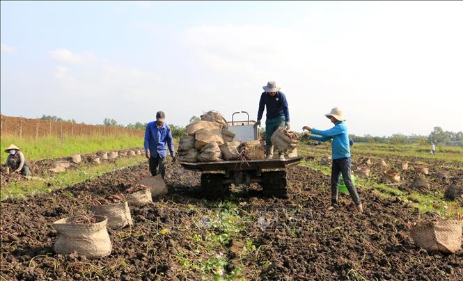 Trong ảnh: Nông dân huyện Bình Tân, tỉnh Vĩnh Long thu hoạch khoai lang tím. Ảnh: Lê Thúy Hằng - TTXVN