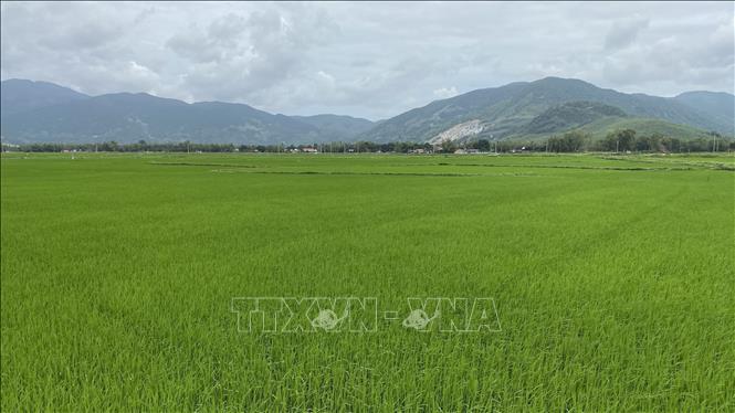 Trong ảnh: Vùng sản xuất lúa giống tập trung tại xã Cát Tường (Phù Cát, Bình Định). Ảnh: Tường Quân - TTXVN