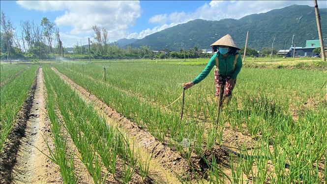 Trong ảnh: Nông dân xã Cát Hải (Phù Cát, Bình Định) đầu tư hệ thống tưới nước tự động tại cánh đồng trồng cây hành hương. Ảnh: Tường Quân - TTXVN