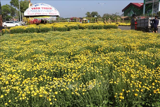 Trong ảnh: Vườn hoa cúc tại phường Tân Quy Đông, thành phố Sa Đéc (Đồng Tháp). Ảnh: Nguyễn Văn Trí –TTXVN