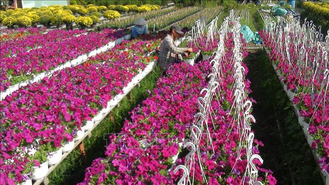 Trong ảnh: Chăm sóc hoa tại phường Tân Quy Đông, thành phố Sa Đéc (Đồng Tháp). Ảnh: Nguyễn Văn Trí –TTXVN