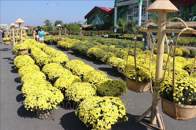 Trong ảnh: Vườn hoa cúc tại phường Tân Quy Đông, thành phố Sa Đéc (Đồng Tháp). Ảnh: Nguyễn Văn Trí –TTXVN