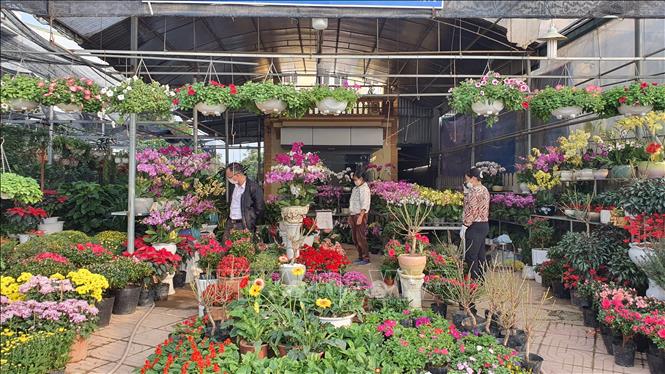 Trong ảnh: Cửa hàng kinh doanh hoa, cây cảnh tại thị trấn Hợp Châu, huyện Tam Đảo vắng người mua. Ảnh: Nguyễn Trọng Lịch- TTXVN
