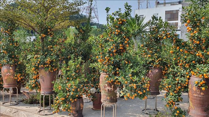 Trong ảnh: Mặc dù quất cảnh được tạo dáng đẹp, bắt mắt nhưng sức mua vẫn yếu. Ảnh: Nguyễn Trọng Lịch- TTXVN