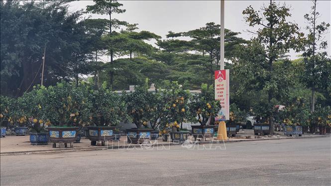 Trong ảnh: Điểm kinh doanh hoa, cây cảnh tại khu vực Quảng trường Hồ Chí Minh (thành phố Vĩnh Yên) vắng khách mua. Ảnh: Nguyễn Trọng Lịch- TTXVN