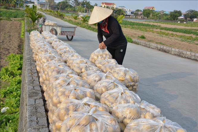 Trong ảnh: Từng túi khoai tây được người dân xếp cẩn thận chờ vận chuyển đi tiêu thụ. Ảnh: Công Luật - TTXVN