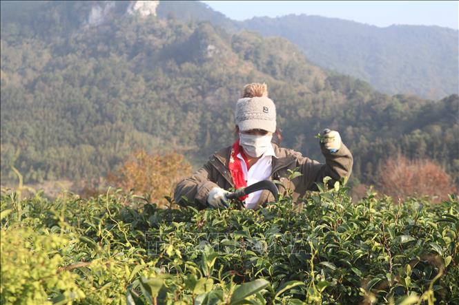 Trong ảnh: Người dân chăm sóc chè được trồng trên đỉnh đồi Kolia. Ảnh: Chu Hiệu-TTXVN