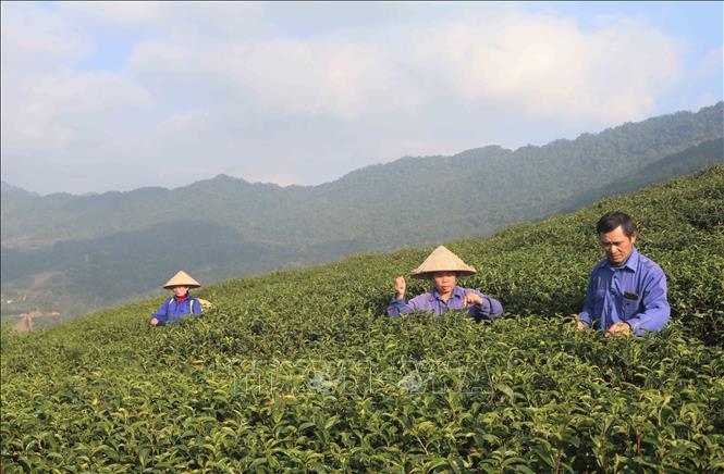 Trong ảnh: Thu hoạch chè trên đỉnh đồi Kolia. Ảnh: Chu Hiệu-TTXVN
