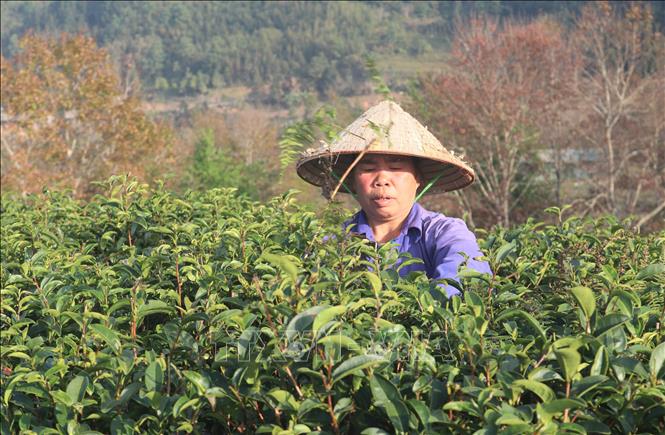 Trong ảnh: Người dân chăm sóc chè được trồng trên đỉnh đồi Kolia. Ảnh: Chu Hiệu-TTXVN.