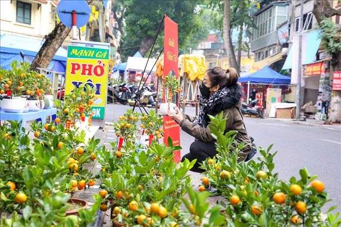 Người dân lựa chọn mua quất đón Xuân Nhâm Dần 2022. Ảnh: Tuấn Đức - TTXVN