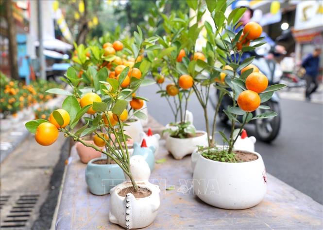 Nhiều người chuộng những chậu quất nhỏ có thể bày tại văn phòng. Ảnh: Tuấn Đức - TTXVN