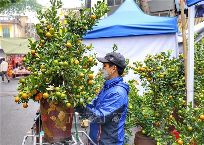 Người dân chọn cho mình chậu quất ưng ý. Ảnh: Tuấn Đức - TTXVN