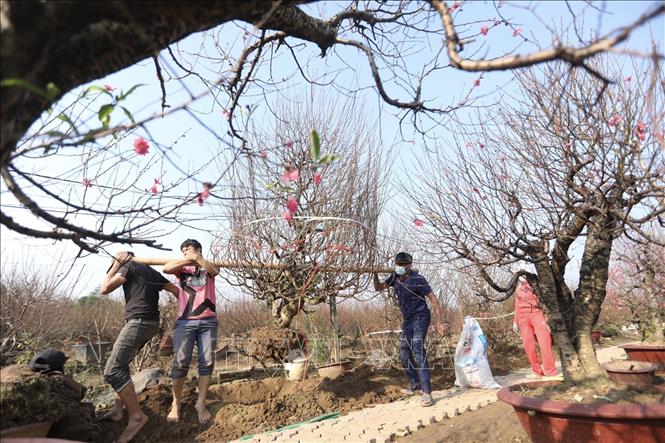 Photo: Gardeners at the Nhat Tan peach blossom growing village in Hanoi are increasing busy as more and more people flock to buy their decorative flowers for Tet. VNA Photo