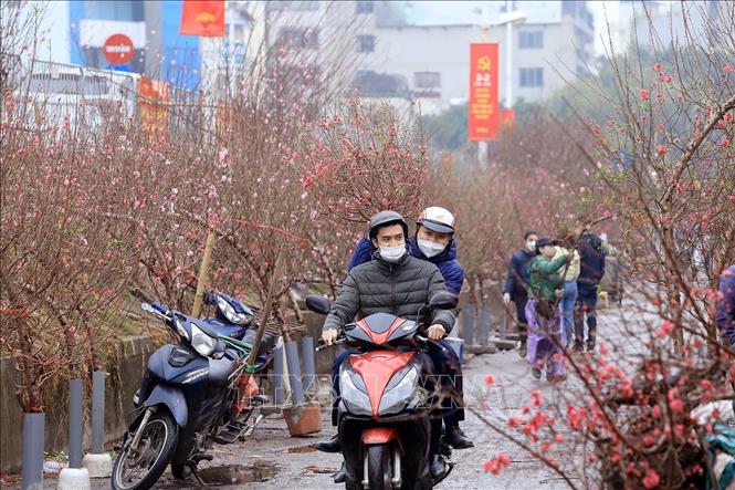 Photo: A corner of the famous Quang Ba flower market in Hanoi is dominated with peach blossoms. VNA Photo