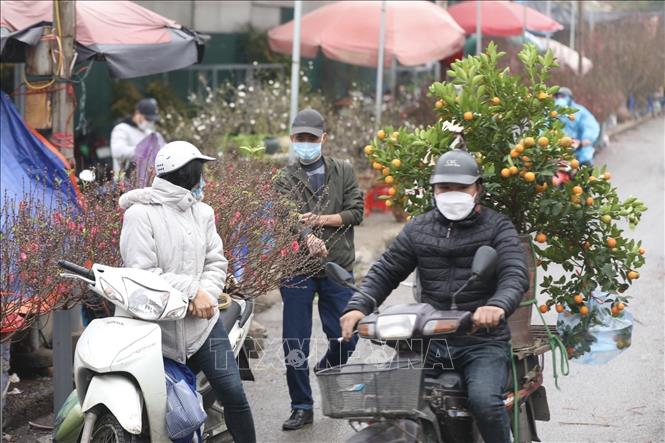 Photo: Peach blossoms and kumquat trees are bought the most for Tet decoration in the northern region. VNA Photo