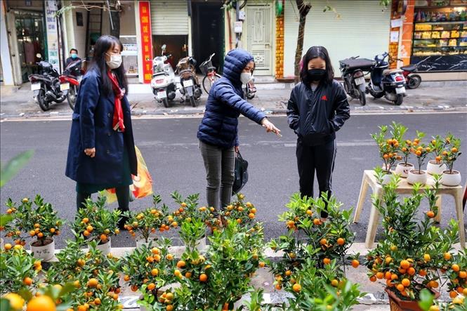 Photo: Some customers choose kumquat trees in Hanoi's Hang Luoc flower market. VNA Photo