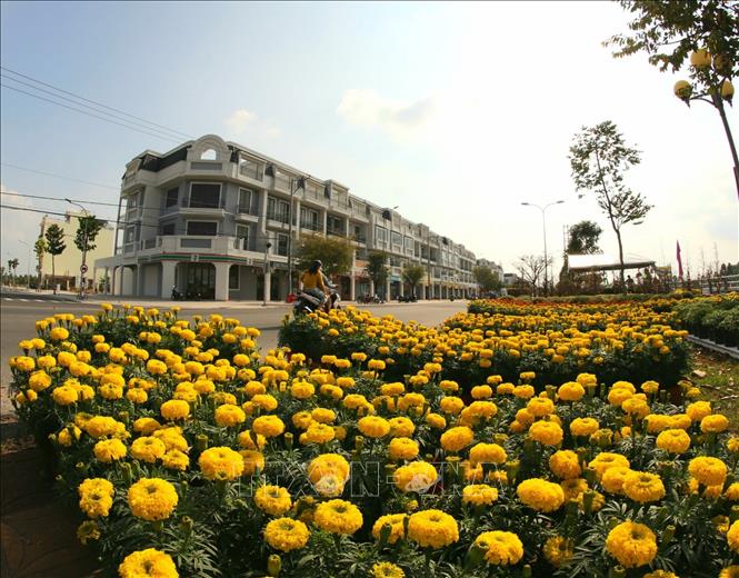 Trong ảnh: Khu chợ hoa phục vụ Tết tại đường Trần Hưng Đạo, thành phố Vị Thanh vắng bóng người mua. Ảnh: Duy Khương TTXVN 