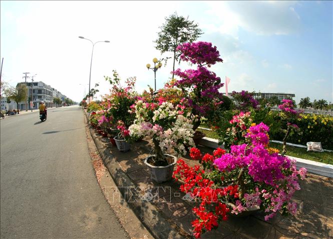 Trong ảnh: Khu chợ hoa phục vụ Tết tại đường Trần Hưng Đạo, thành phố Vị Thanh vắng bóng người mua. Ảnh: Duy Khương TTXVN 