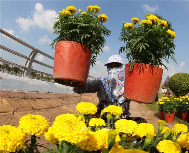 Trong ảnh: Khu chợ hoa phục vụ Tết tại đường Trần Hưng Đạo, thành phố Vị Thanh vắng bóng người mua. Ảnh: Duy Khương TTXVN 