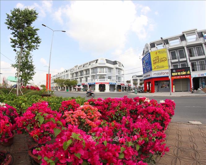 Trong ảnh: Khu chợ hoa phục vụ Tết tại đường Trần Hưng Đạo, thành phố Vị Thanh vắng bóng người mua. Ảnh: Duy Khương TTXVN 
