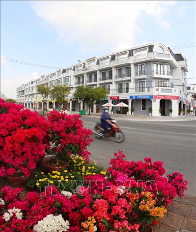 Trong ảnh: Khu chợ hoa phục vụ Tết tại đường Trần Hưng Đạo, thành phố Vị Thanh vắng bóng người mua. Ảnh: Duy Khương TTXVN 