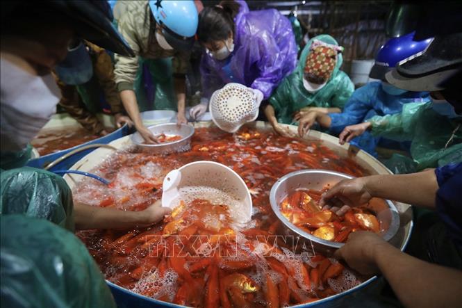 Photo: The Yen So fish market in Hanoi is bustling from early morning of January 25. VNA Photo: Minh Quyết