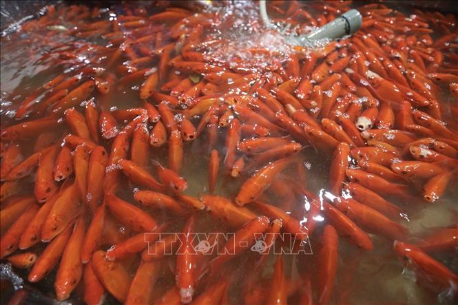 Photo: Red carps are a popular choice for the offerings to Land Genie and Kitchen Gods. VNA Photo: Minh Quyết
