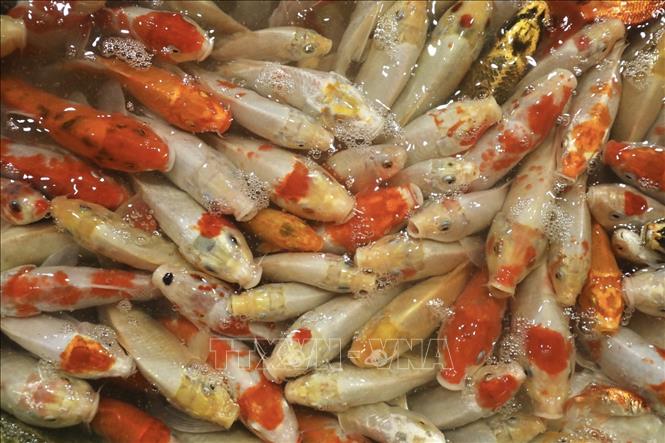 Photo: Various types of carps are sold at Hanoi's Yen So fish market on the day of Kitchen Gods. VNA Photo: Minh Quyết