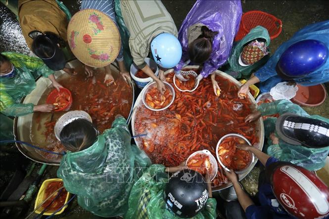 Photo: Yen So fish market (Hoang Mai, Hanoi) – one of the largest fish markets in northern Vietnam – is filled with the red colour of carp. Red carp are transported from provinces and cities to serve the needs of the people. VNA Photo: Minh Quyết
