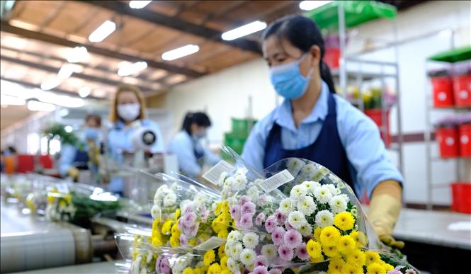 Photo: Classifying and packaging flowers for export at the Da Lat Hasfarm Co. Ltd. in Da Lat city, the Central Highlands province of Lam Dong. VNA Photo: Nguyễn Dũng