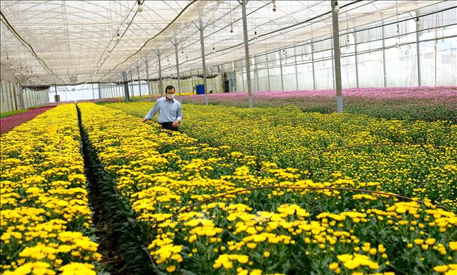 Photo: A farm growing chrysanthemum for export to Australia in Da Lat city, the Central Highlands province of Lam Dong. VNA Photo: Nguyễn Dũng