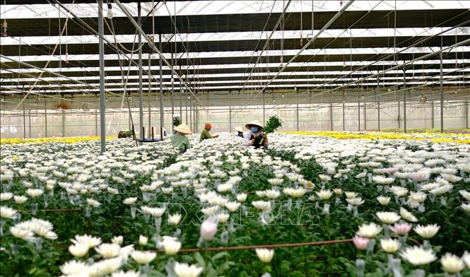 Photo: A farm growing chrysanthemum for export to Australia in Da Lat city, the Central Highlands province of Lam Dong. VNA Photo: Nguyễn Dũng