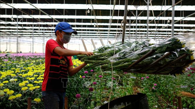Photo: Harvesting chrysanthemum for export at a farm in Da Lat city, the Central Highlands province of Lam Dong. VNA Photo: Nguyễn Dũng