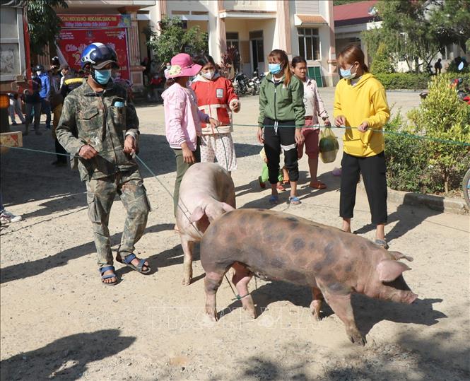 Cùng ghé thăm Kon Tum và chiêm ngưỡng hình ảnh những chú lợn đáng yêu được dân nghèo chăm sóc đến Tết. Để đối mặt với những khó khăn trong cuộc sống, họ vẫn luôn cố gắng để có được một Tết ấm áp và đầm ấm, một hình ảnh đáng yêu và ý nghĩa.