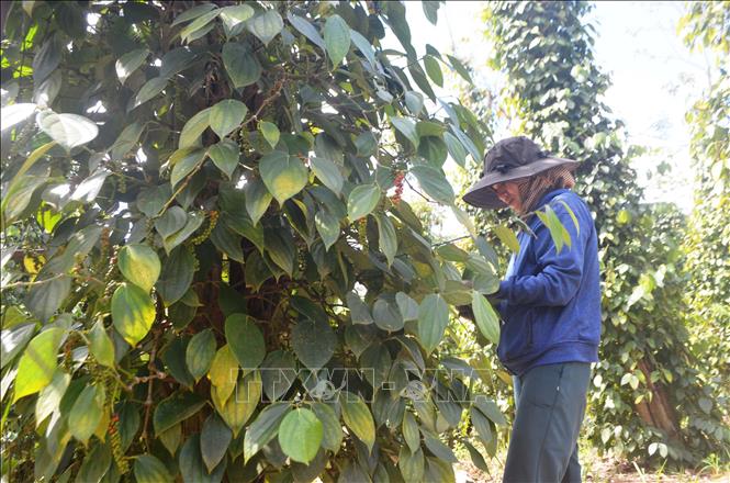 Trong ảnh: Nông dân Đắk Nông đang bước vào vụ thu hoạch hồ tiêu với tâm lý phấn khởi, vì hồ tiêu năm nay được mùa, được giá. Ảnh: TTXVN phát