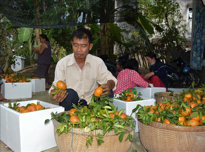 Phân loại quýt hồng trước khi thương lái vận chuyển đi tiêu thụ. Ảnh: Nhựt An - TTXVN